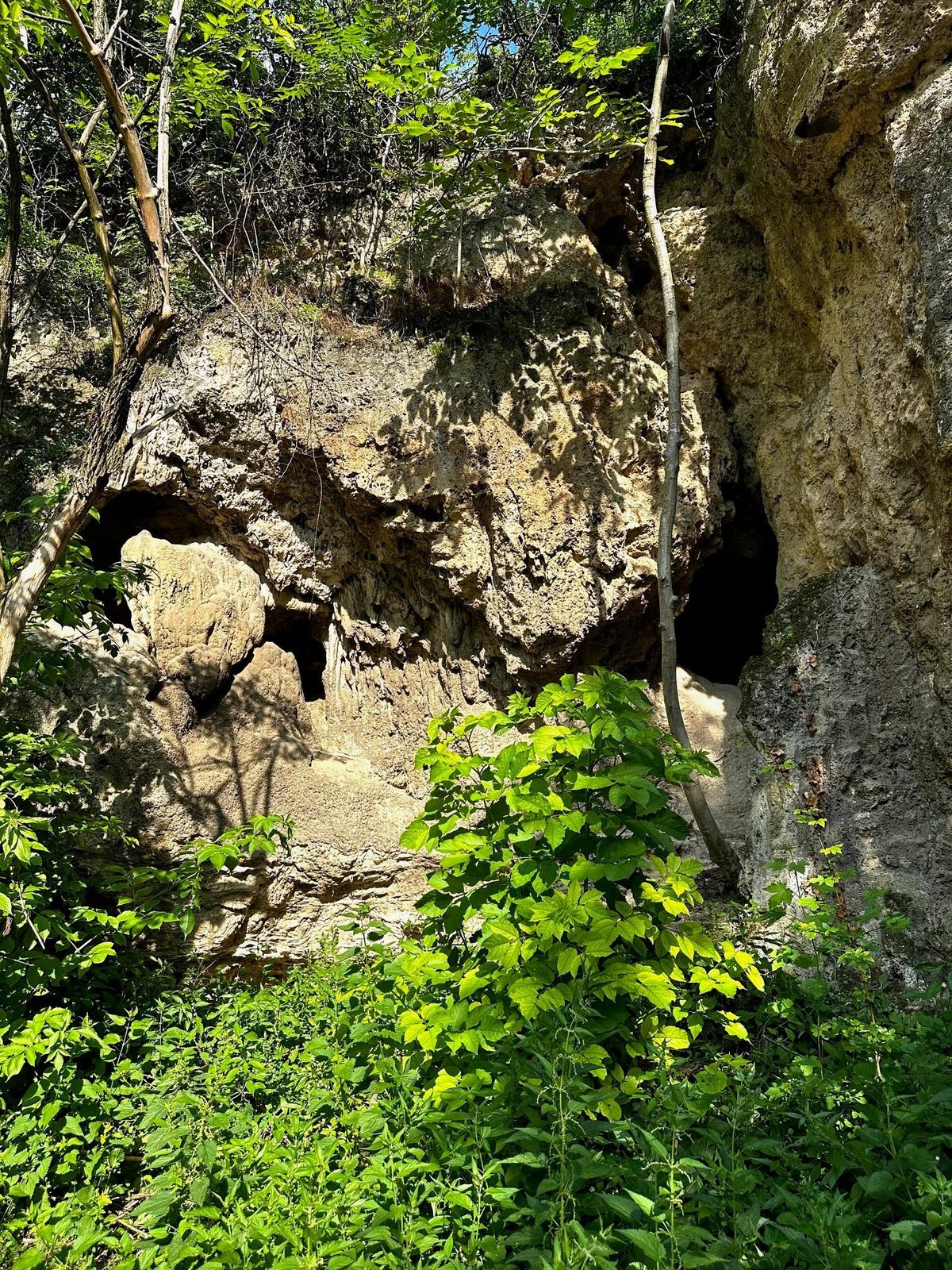 Gura peșterii din spatele bisericii catolice, deschisă în peretele de calcar de sub pădure, cu tufele crescute peste prag