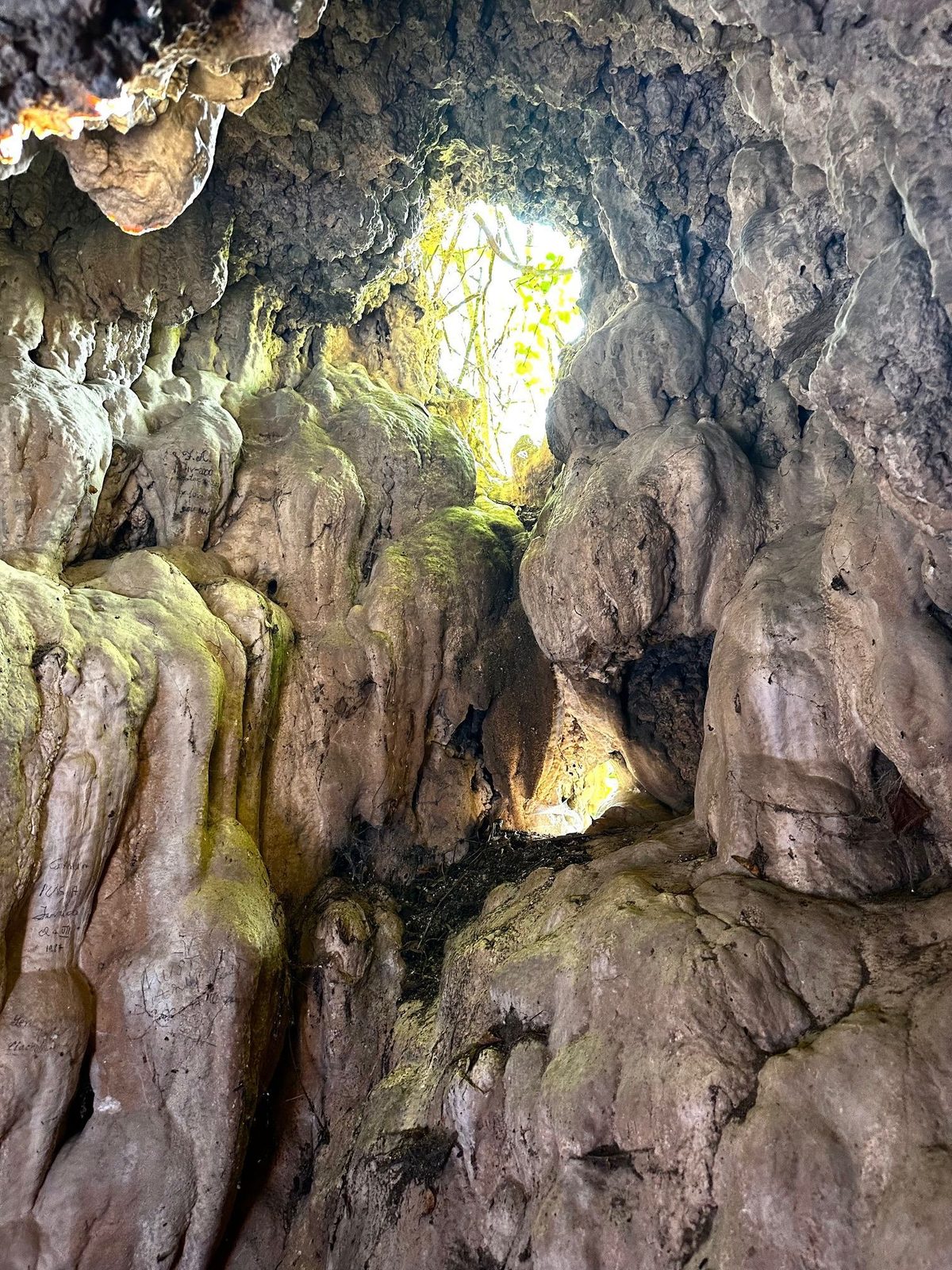 Intrarea peșterii privită dinăuntru, cu frunzișul luminat de soare în deschizătură și pereții acoperiți de mușchi verde
