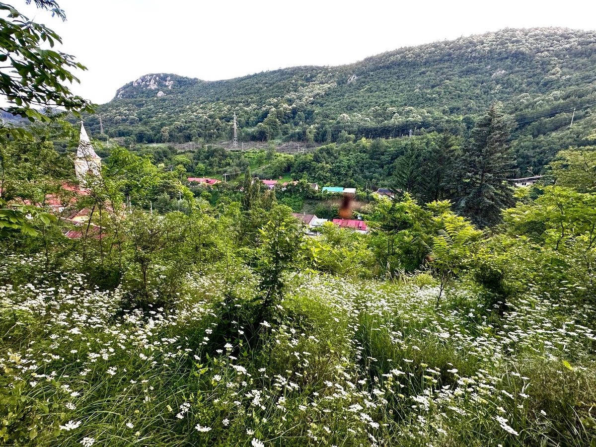 Poiană cu margarete deasupra satului, cu creasta stâncoasă profilată pe cerul alb de vară